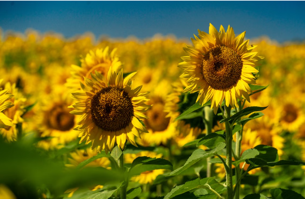 Girasol, oliva y colza: el aceite que compras hoy no valdrá lo mismo el mes que viene post637 sunflower